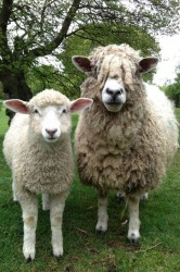 Wooly Days