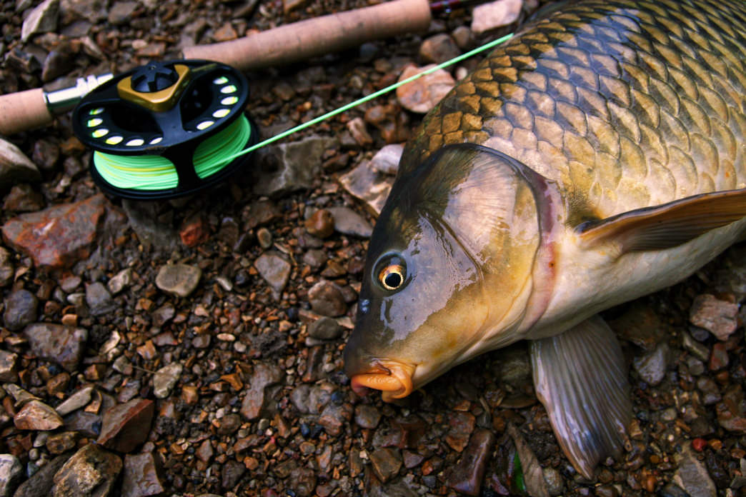 An Insider's Guide to the Fly Fishing Scene in Northeast Tennessee ...