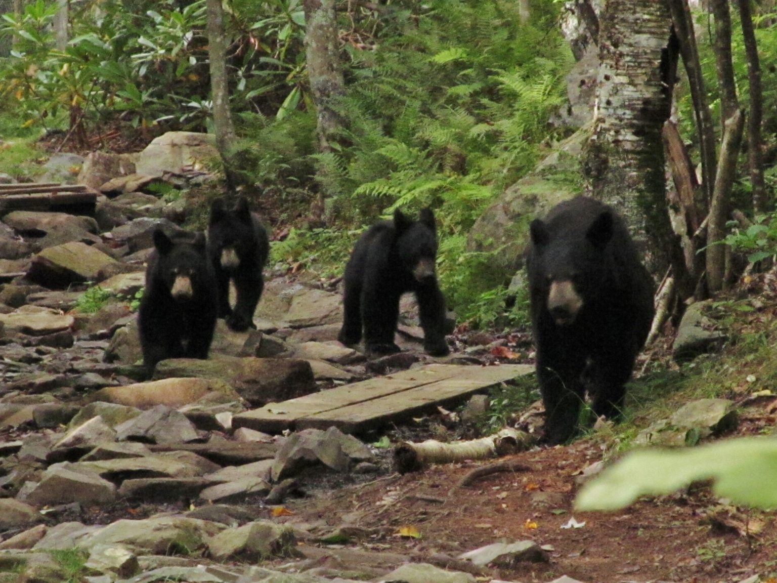 Black Bears in Northeast Tennessee Northeast Tennessee