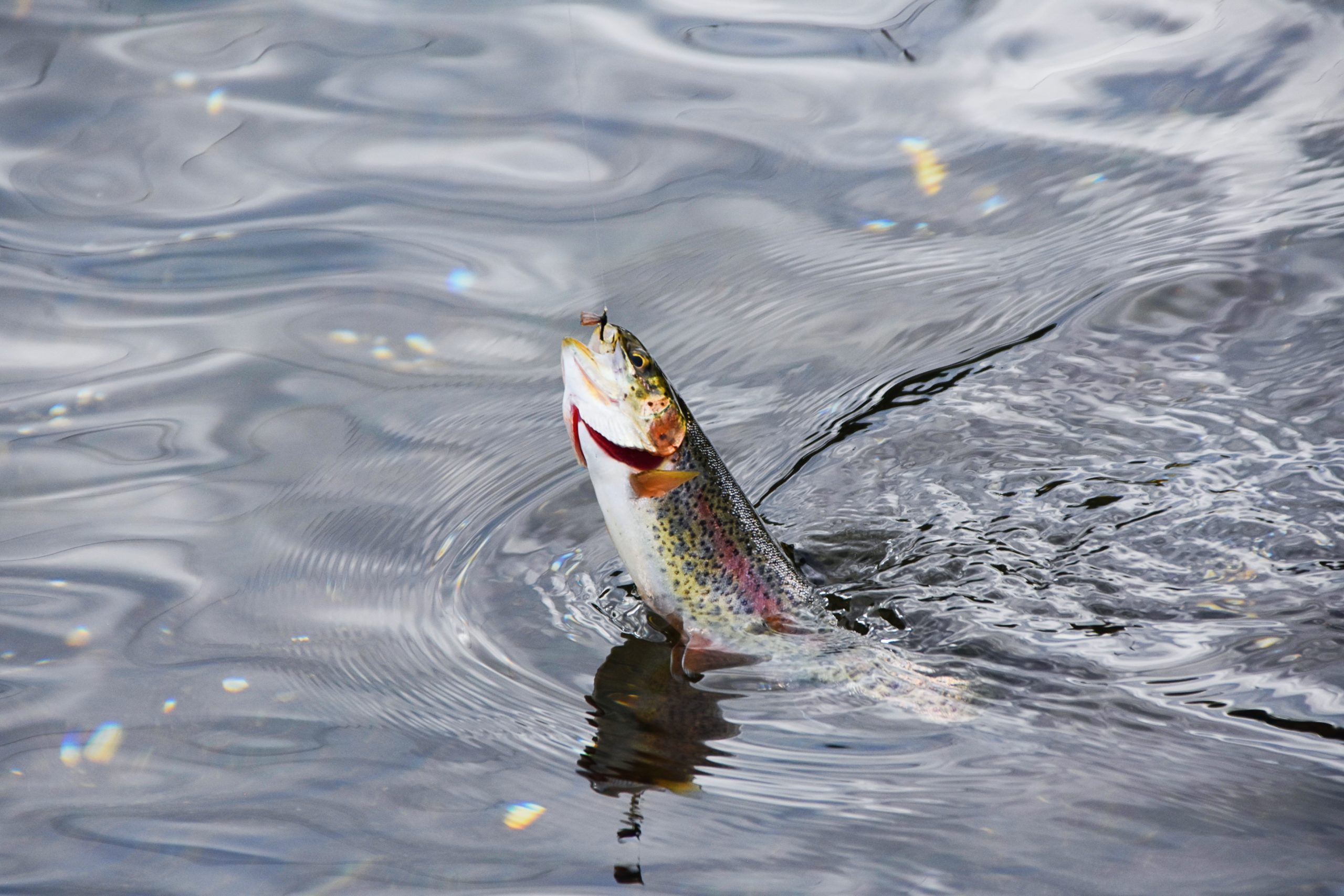 Fly Fishing for Rainbows on the SOHO - Northeast Tennessee