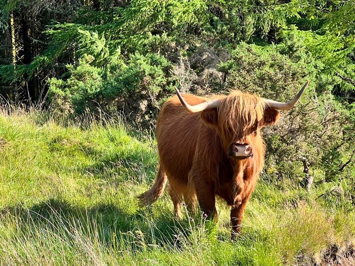 Echoes of the Highlands: Exploring Scots-Irish Heritage in Appalachia ...