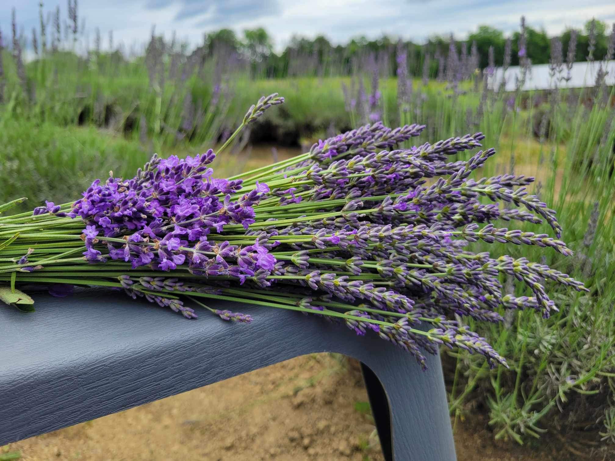 lavender様 Midfield Lavender Farm: U-Pick the Perfect Day - Northeast Tennessee