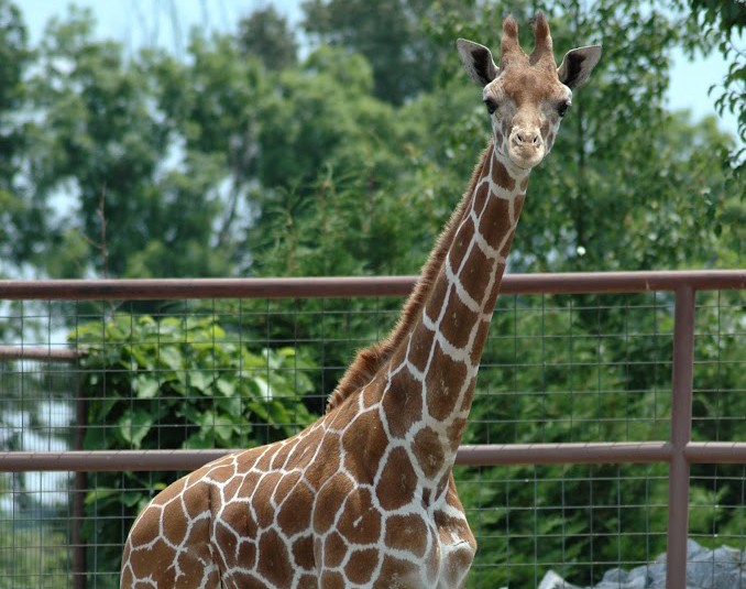 Brights-zoo-1